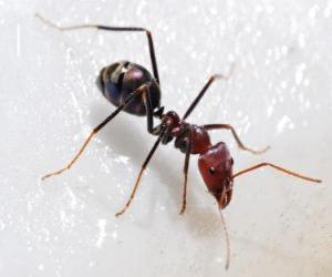 yapboz Karınca, bir böcek ki hemen her yerde dünyasında mevcut